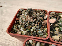 Gymnocalycium quehlianum v.kleinianum VoS666