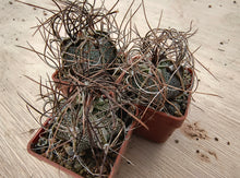 Astrophytum capricorne minor PP473