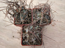 Astrophytum capricorne minor PP473