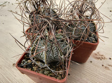 Astrophytum capricorne minor PP473