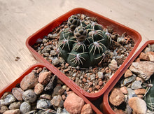 Gymnocalycium parvulum subsp. agnesiae VoS716