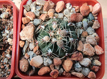 Gymnocalycium parvulum subsp. agnesiae VoS716