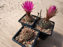 Thelocactus bicolor ssp. schwarzii