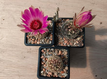 Thelocactus bicolor ssp. schwarzii