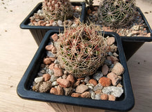 Thelocactus bicolor ssp. schwarzii
