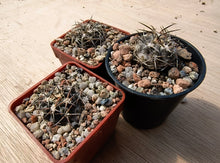 Acanthocalycium glaucum LF38
