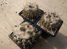 Notocactus (Wigginsia) erinacea