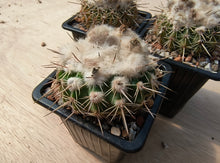 Notocactus (Wigginsia) erinacea