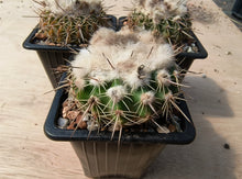 Notocactus (Wigginsia) erinacea