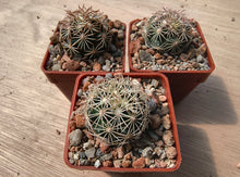 Coryphantha radians