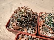 Coryphantha radians