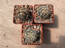 Coryphantha radians