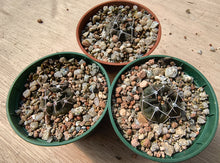 Gymnocalycium gibbosum v. chubutense JN1375