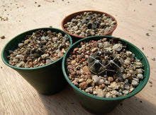 Gymnocalycium gibbosum v. chubutense JN1375