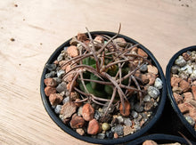 Gymnocalycium carminanthum LF74
