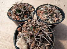 Gymnocalycium carminanthum LF74
