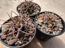 Gymnocalycium carminanthum LF74