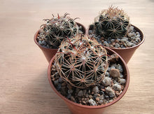 Coryphantha pallida