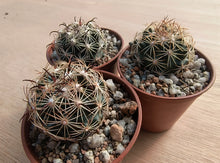 Coryphantha pallida