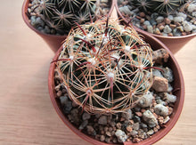 Coryphantha pallida