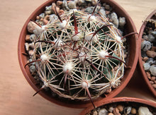 Coryphantha pallida