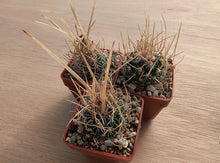 Stenocactus crispatus NAGL 83.001