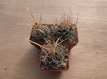 Stenocactus crispatus NAGL 83.001