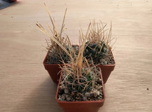 Stenocactus crispatus NAGL 83.001