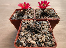Mediolobivia colorea FR1106