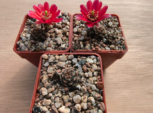 Mediolobivia colorea FR1106