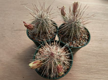 Echinocereus russanthus SB420
