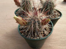 Echinocereus russanthus SB420