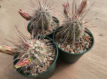 Echinocereus russanthus SB420