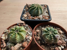 Echinocereus pulchellus amoenus