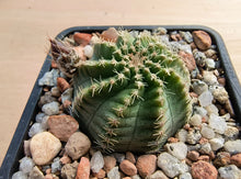Echinocereus pulchellus amoenus