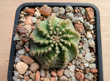 Echinocereus pulchellus amoenus