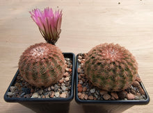 Echinocereus pectinatus v.castaneus