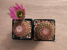 Echinocereus pectinatus v.castaneus