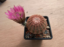 Echinocereus pectinatus v.castaneus