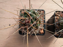 Thelocactus tulensis ssp. huizachensis KSS135
