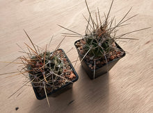 Thelocactus tulensis ssp. huizachensis KSS135