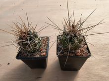 Thelocactus tulensis ssp. huizachensis KSS135