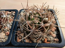 Lobivia cardenasiana WR498