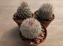 Coryphantha vivipara SB129