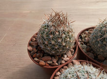 Coryphantha vivipara SB129