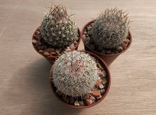 Coryphantha vivipara SB129