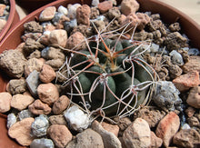 Gymnocalycium sutterianum subsp. dolezalii VoS634