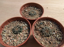 Gymnocalycium stellatum RF1082