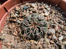 Gymnocalycium stellatum RF1082