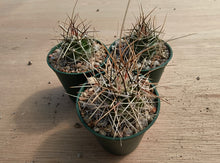 Echinocereus fendleri v.rectispinus SB456